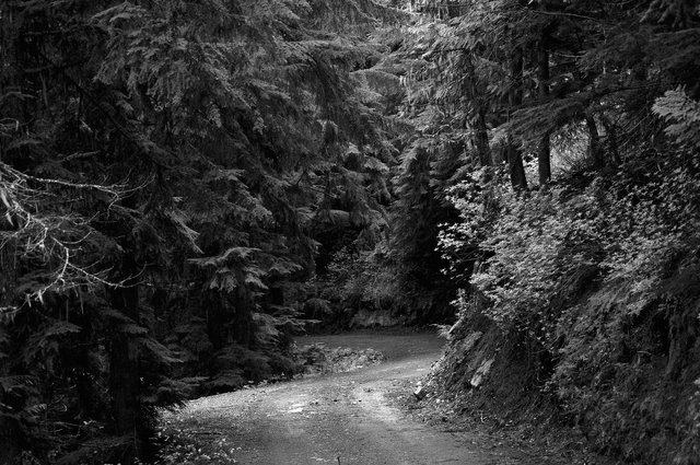 forest-2424134_1920.jpg