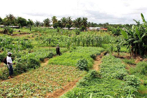 Cannabis-in-Liberia-3.-Liberia-is-a-fertile-country-with-a-diverse-range-of-habitats-Travis-Lupick-1.jpg