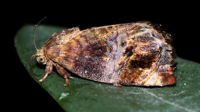 Insects Lepidoptera Hypertrophidae Peritropha oligodrachma MV BY Tas 2018-01-19.jpg