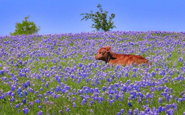 TX Bluebonnets.jpg