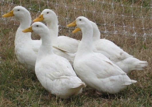 Pekin_Ducks_cropped.jpg