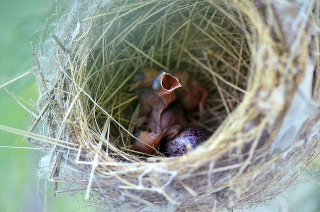 bird-nest-1285369_1280.jpg