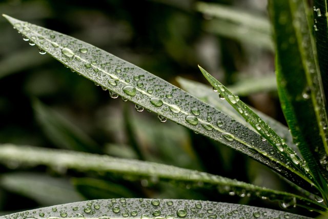 blur-close-up-depth-of-field-1033922.jpg