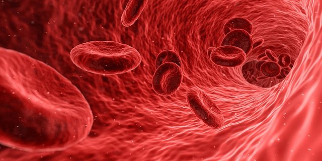 800px-Red_Blood_Cell.jpg