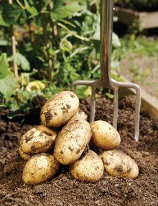 harvesting-potatoes.jpg