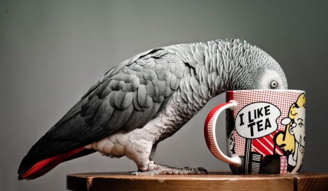 African-Grey-Parrot-Jaco.jpg