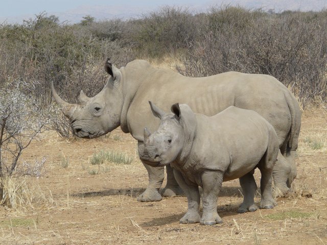 baby white rhino 1.jpg