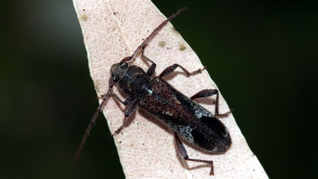Cerambycidae BY Tas 2018-01-19 n5.jpg