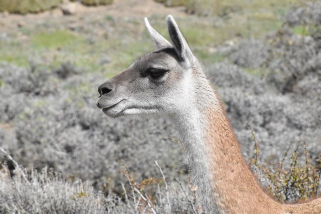 guanaco-profile-view.jpg