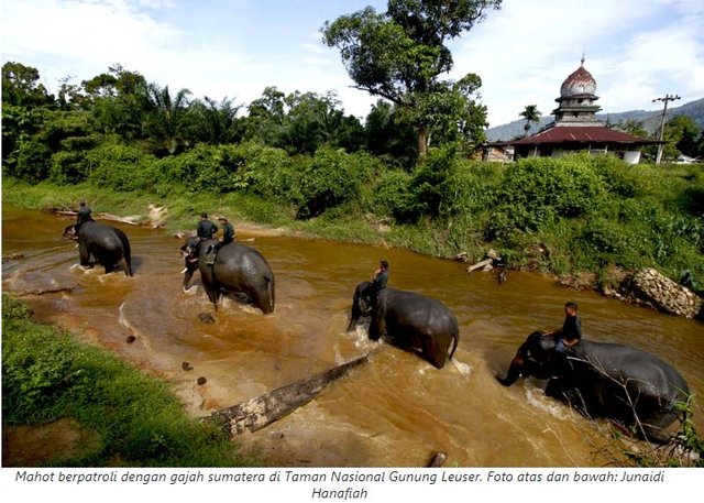 Source Screenshot from www.mongabay.co.id, pictures by Junaidi Hanafiah.jpg