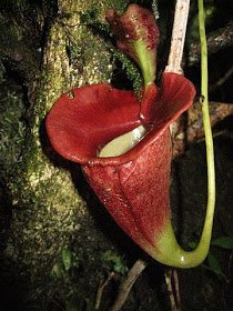 Nepenthes_jacquelineae_1.jpg