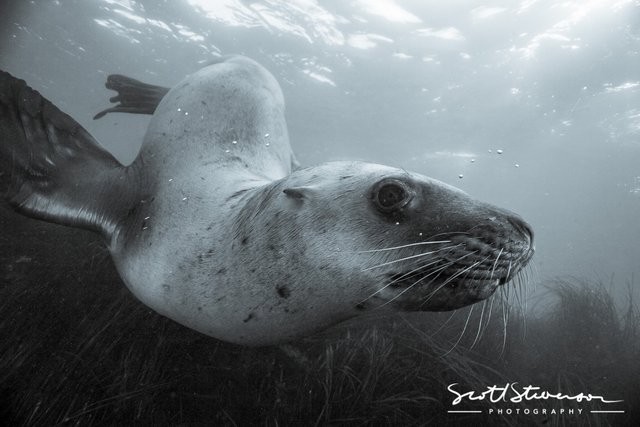 Stellar Sea lion-2.jpg