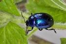 blue mint beetle.jpg