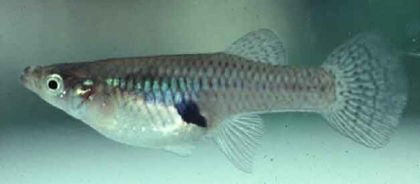 Mosquitofish.jpg