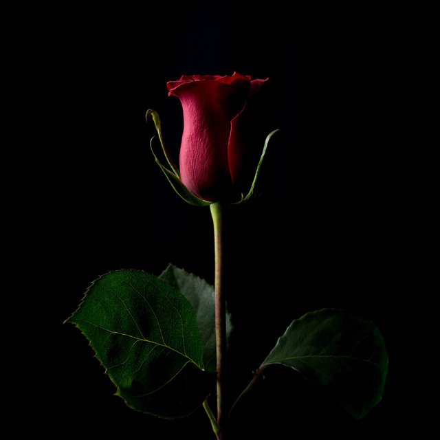 작품명 Forever_Rose_by kevin_abosch_1400.jpg