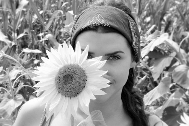 sun-flower-2699771.jpg
