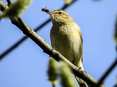 chiffchaff-2401771__340.jpg