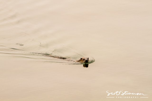 River Otter-7.jpg