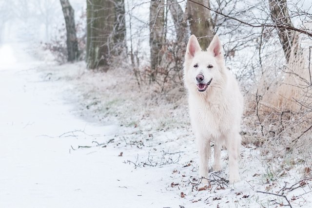 sneeuw overbelicht.jpg