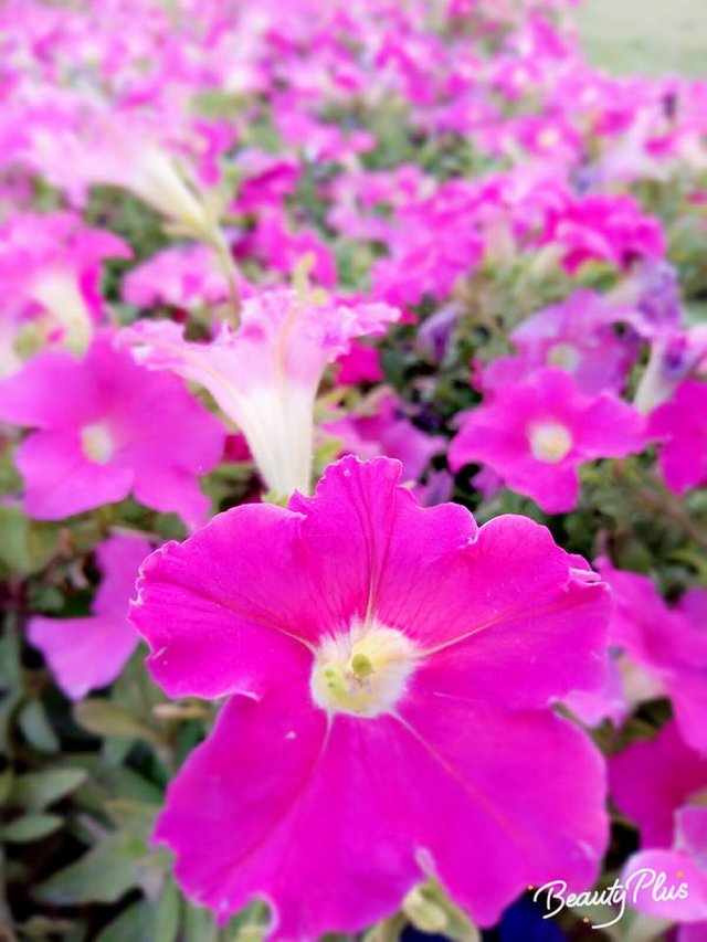 flower4.jpg