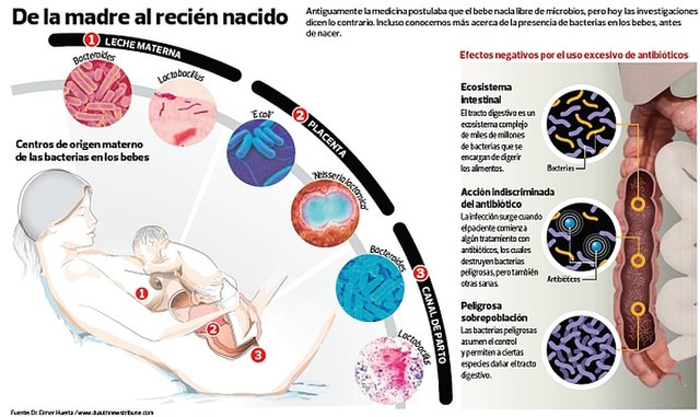 Infografía-Bacterias-recién-nacido-MEDIANA.jpg