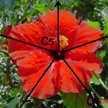 C5_2_flower.jpg