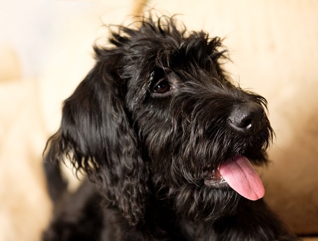 labradoodle-3397769_960_720.jpg