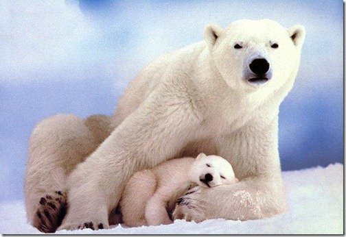 Beautiful animals on the planet — Steemit Beautiful animals on the planet — Steemit