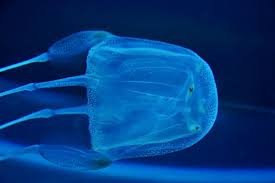 Box Jellyfish.jpg