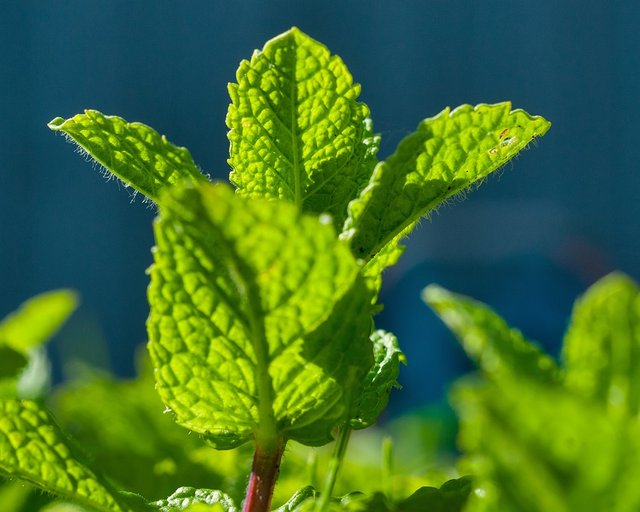 mint leaves tree.jpg