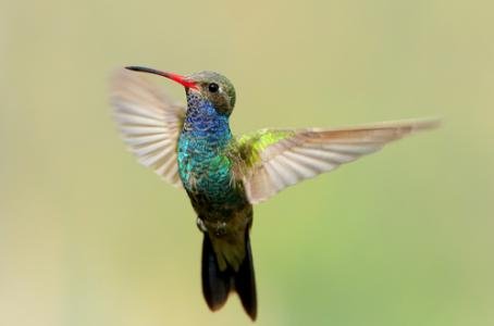 COLIBRI 2.jpg