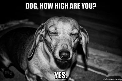 dog-how-high-yz39c5.jpeg