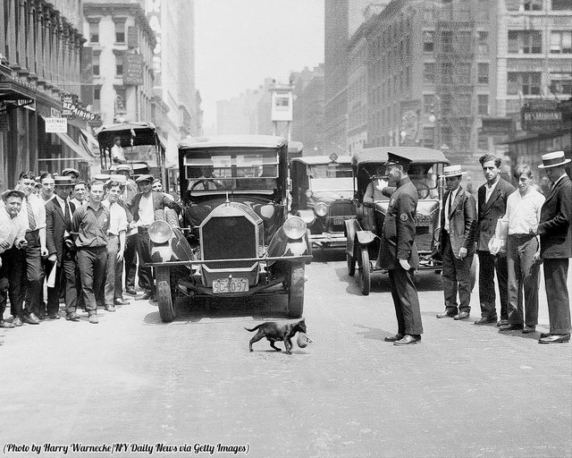 Mother cat stops traffic in New York 1925.jpg