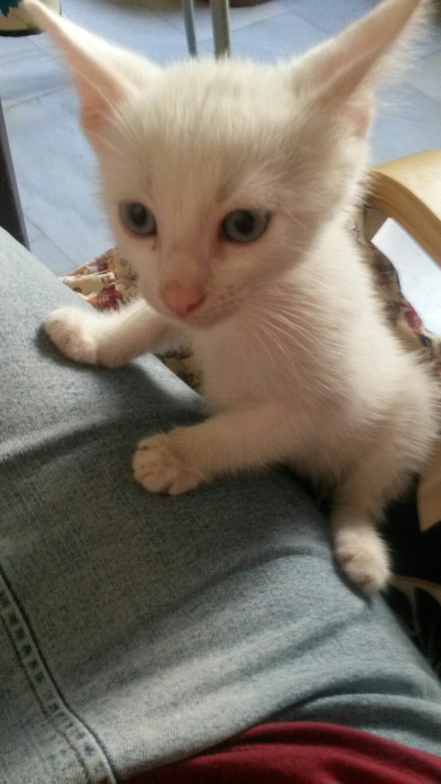 Get Hemingway katzen Free Hemingway Katzen