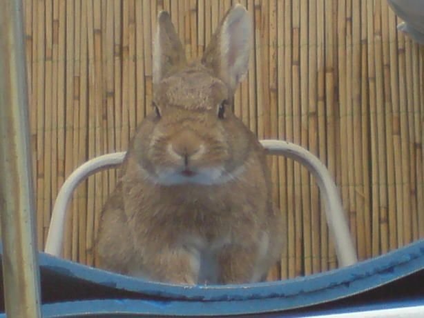 Hase-Racker-002.JPG