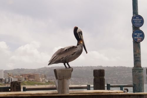 RedondoPelican.jpg