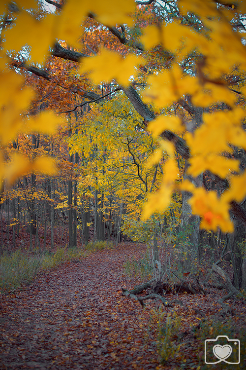 Tree Tuesday 1.png