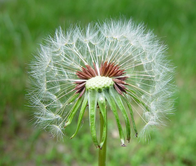 taraxacum-laevigatum-fr-ahaines-a.jpg