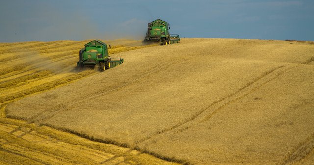 agriculture-cereal-country-575102.jpg