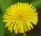 Dandelion Flower 144X128.jpg