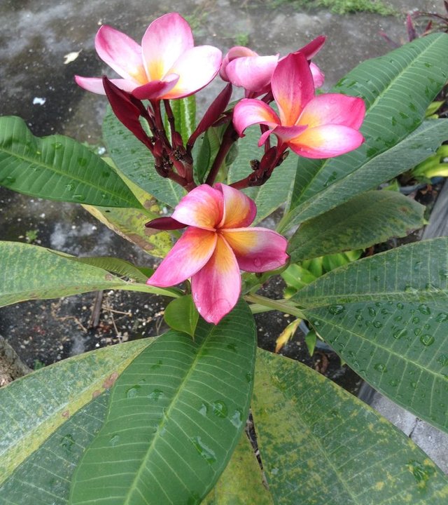 Kalachuchi Flower : Frangipani — Steemit