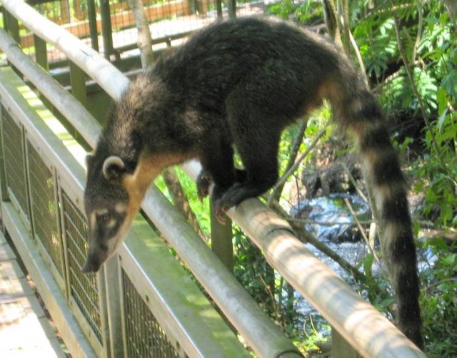 fauna-cataratas-iguazu.jpg