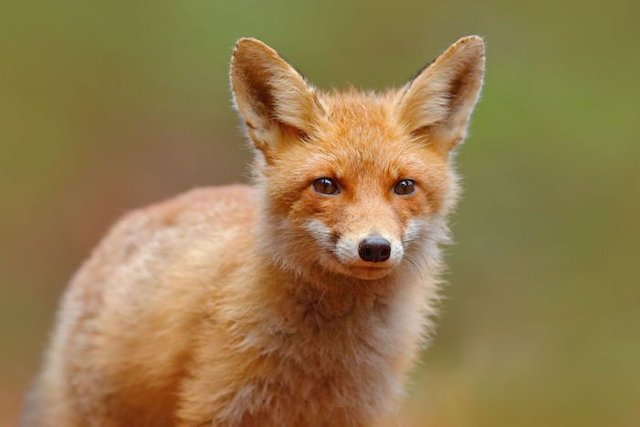 Fox-Spirit-Animal-1.jpg