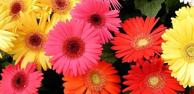 cuidados-de-las-gerberas.jpg