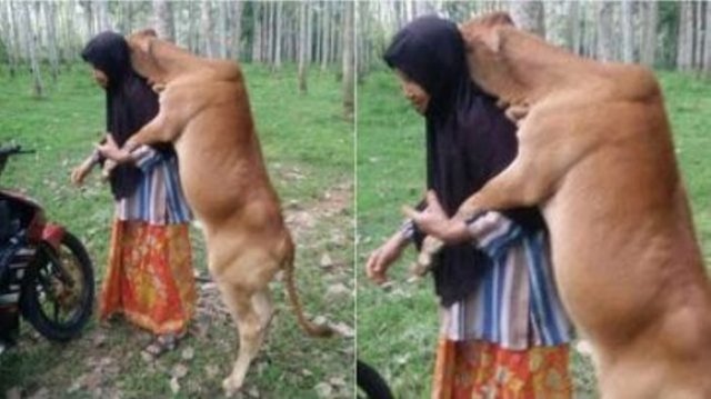 sapi-ini-peluk-majikannya-sebelum-dikurbankan_20170808_211415.jpg