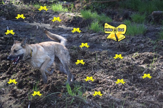 yellow dog.jpg