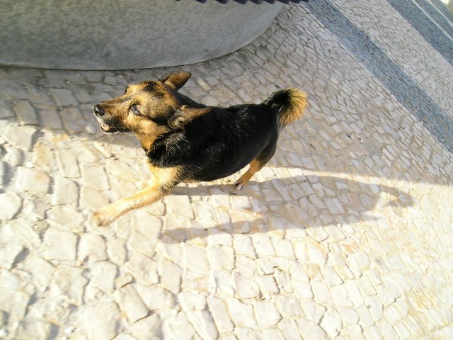 eni cara al sol avenida de portugal