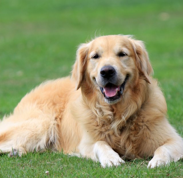 golden-retriever-dog-1364426710r9x.jpg