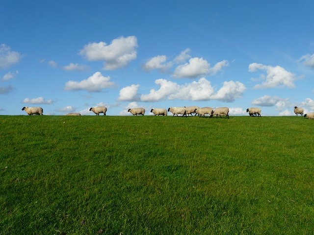 sheep-57706_960_720.jpg