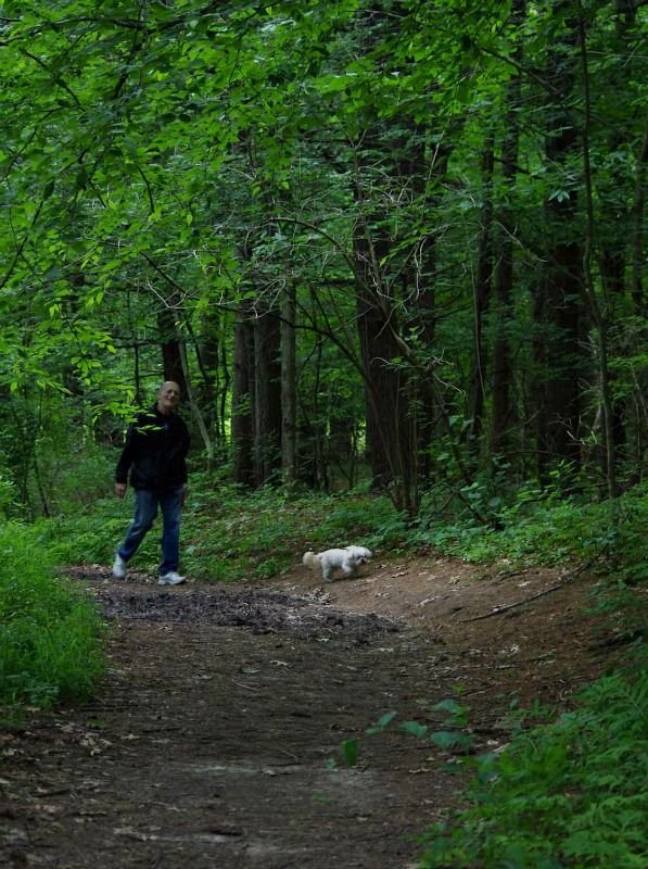 trailtuesday hiking woods.jpg